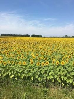 radorod-how-to-apply-sunflowers-full