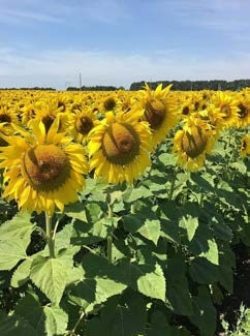 radorod-how-to-apply-sunflowers-img